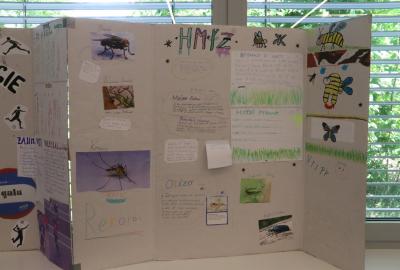4. A Projekty "Hmyz"