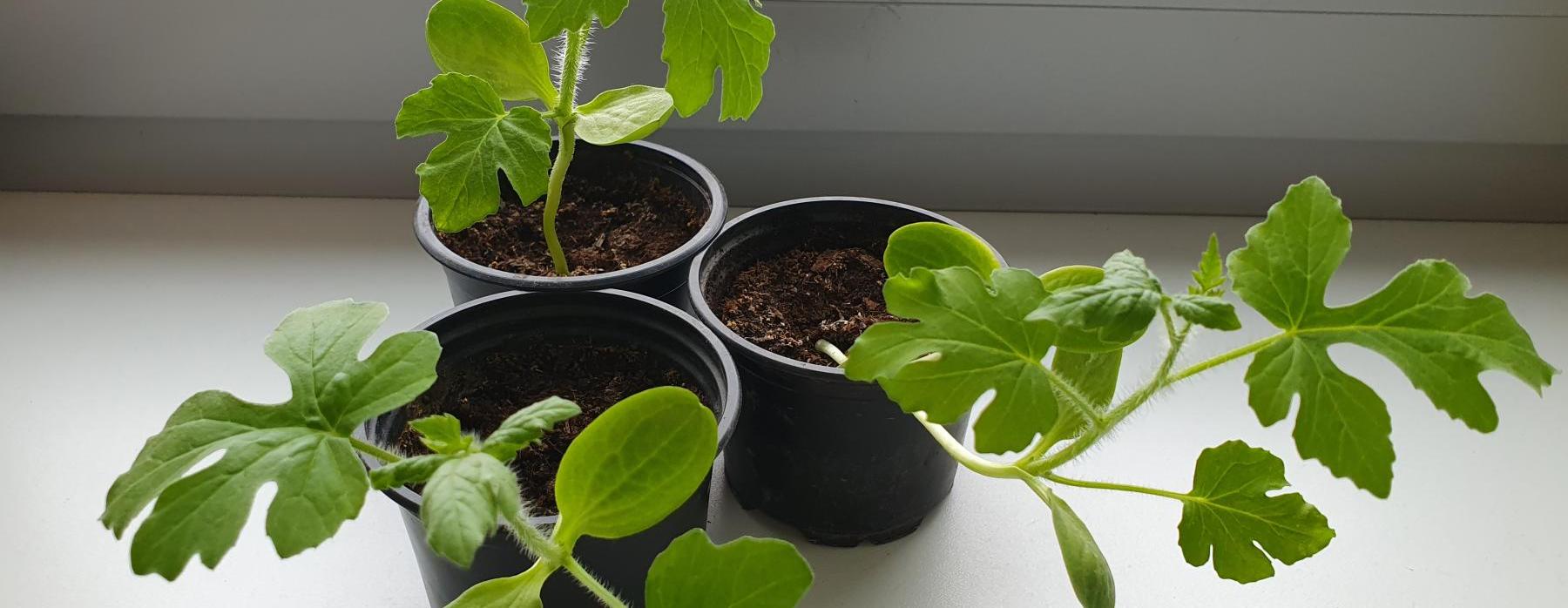 Malí badatelé objevují svět kolem sebe i v květináči